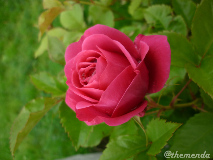889537579-1888dbc7a0cf7340672dc1cc06cf0b0cd0e80a05312c22b0a3104be3ecff36dd.jpeg